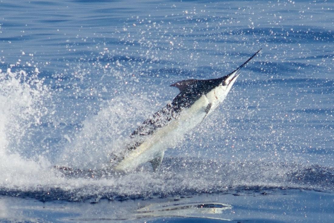 Florida Veterans & Fishing Licenses: What You Need to Know (2025)