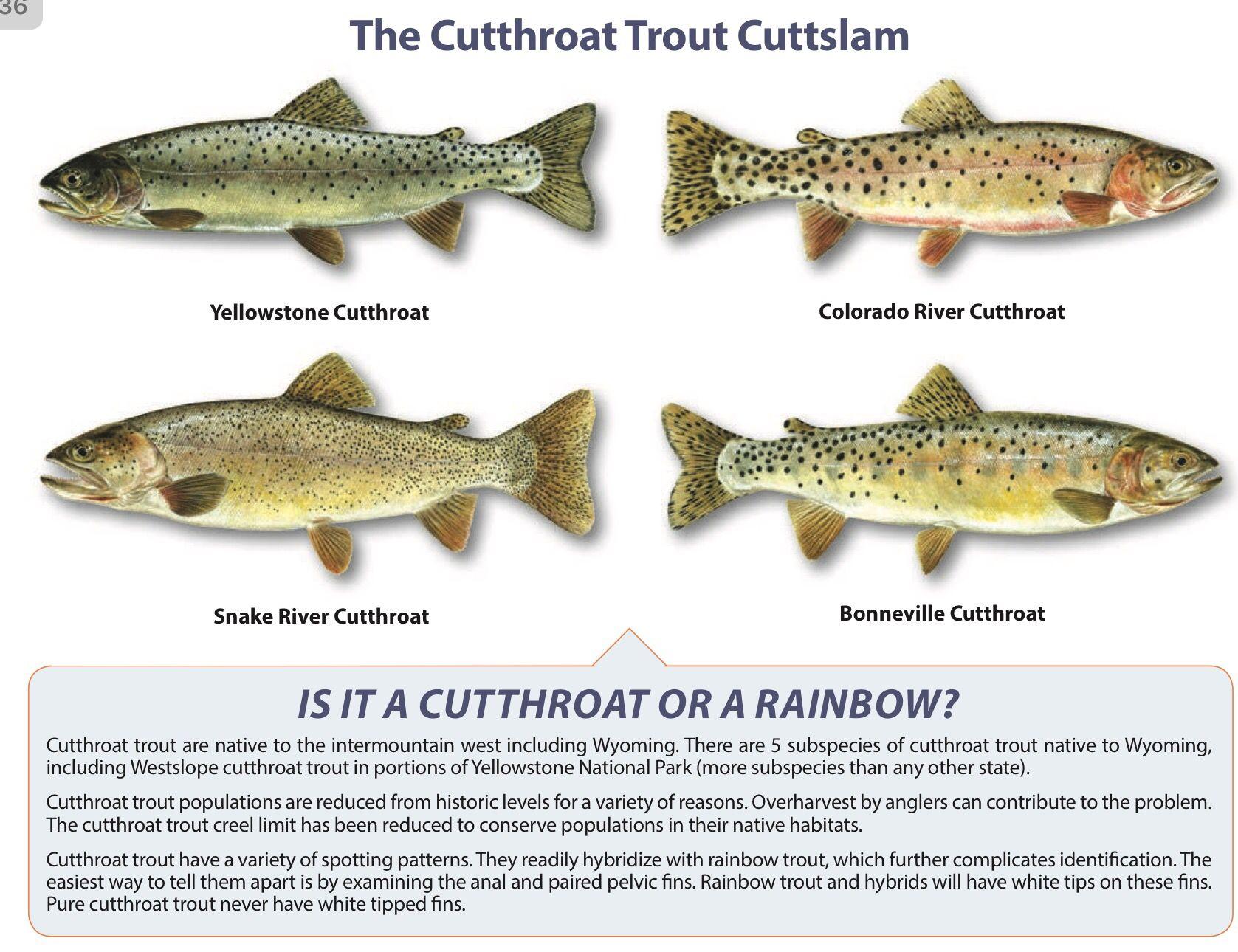 Wyoming Fishing License