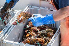 Unlocking the Cost of a Lobster Fishing License in Nova Scotia