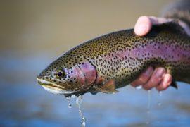 Can You Use a Missouri Fishing License in Arkansas? Find Out Here!
