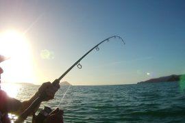 Non-Resident GA Fishing License Fees