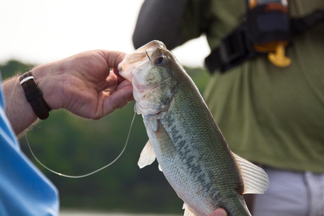 Fish Without a License in Kentucky: Know Your Free Fishing Days!