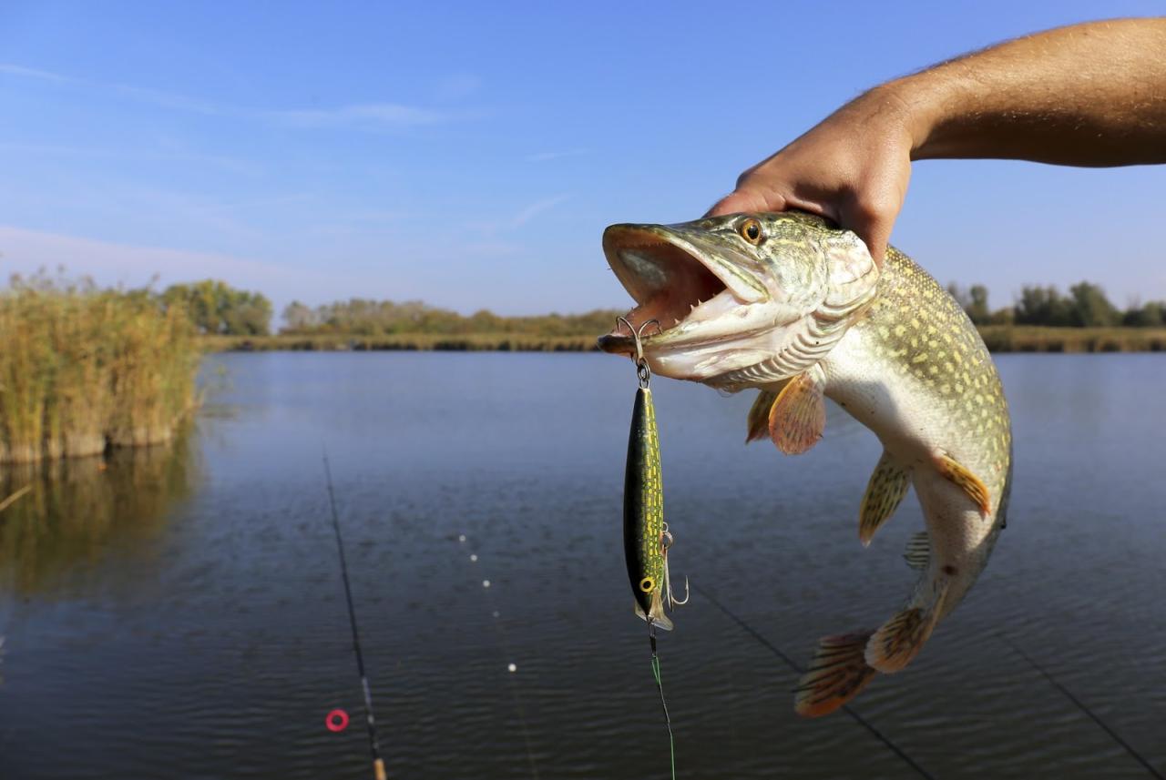 Freshwater Fishing License: Where to Get One?