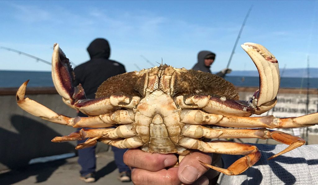 Crabbing in California: Do You Need a Fishing License?