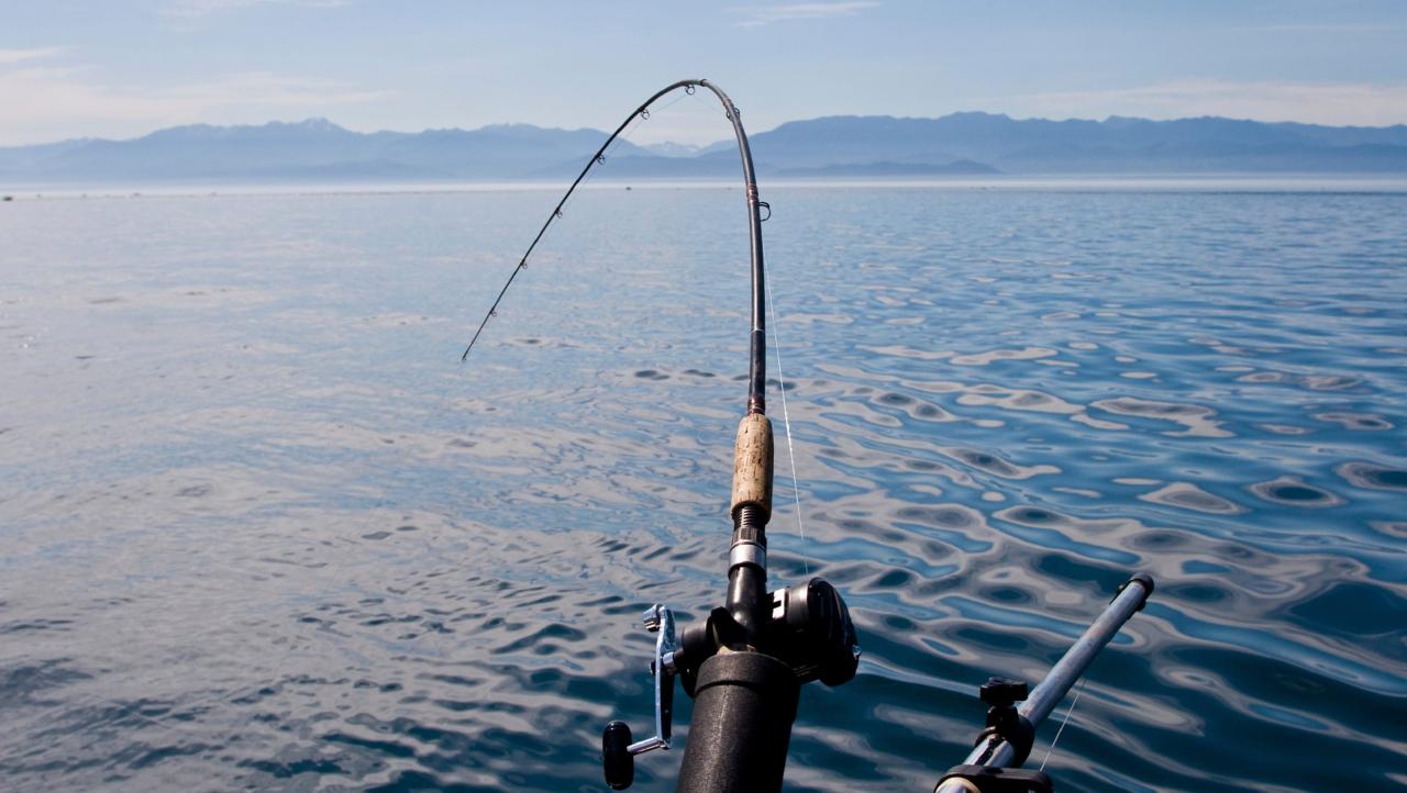 Saltwater Fishing License at Walmart – Easy and Convenient