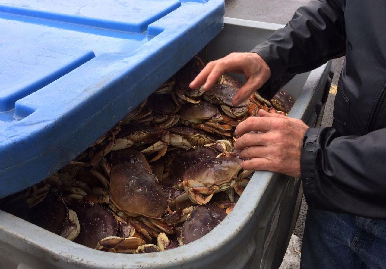 Do You Need a Fishing License for Crabbing? Find Out Here