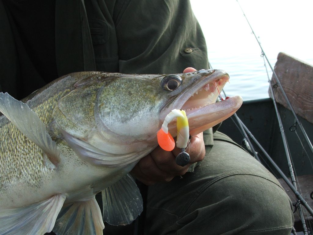 Fishing without a license: Legal consequences