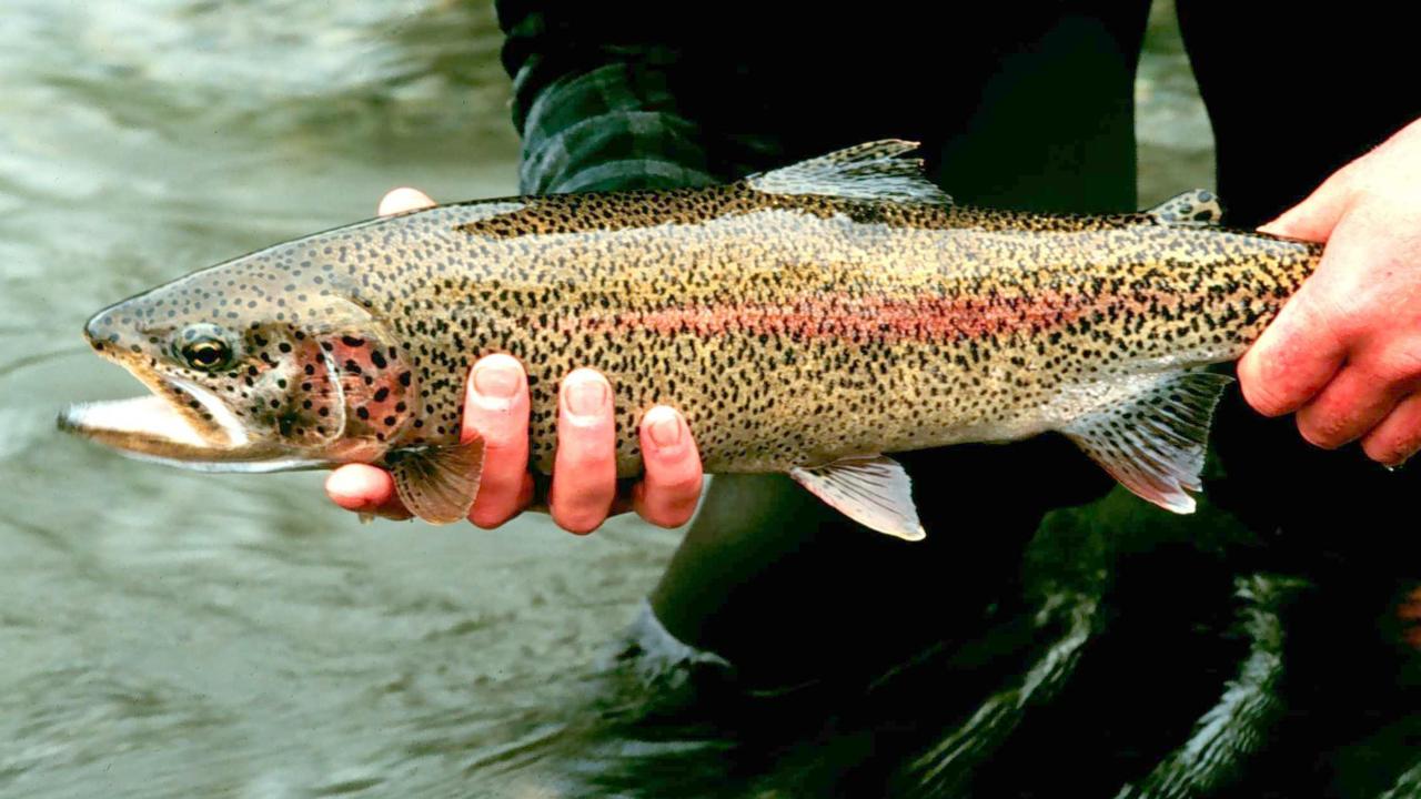 Illinois Fishing License