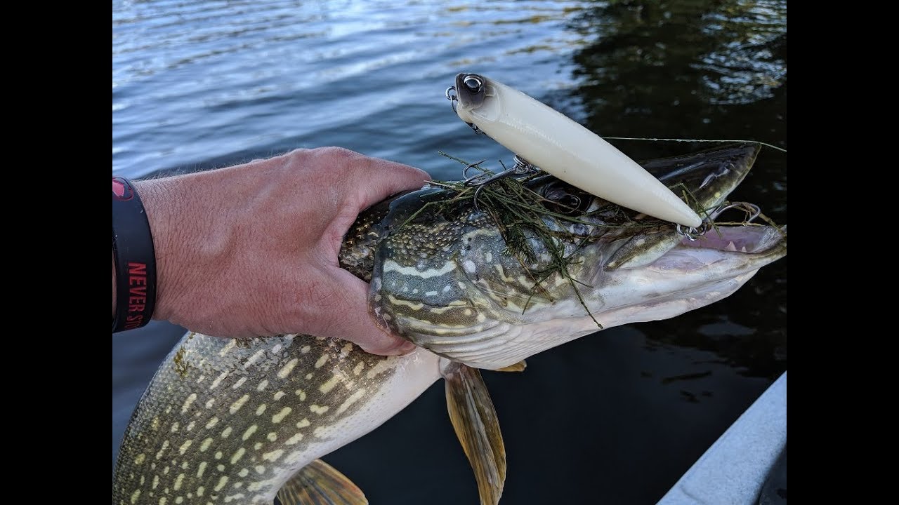 Is a Fishing License Necessary for Kids in Virginia?