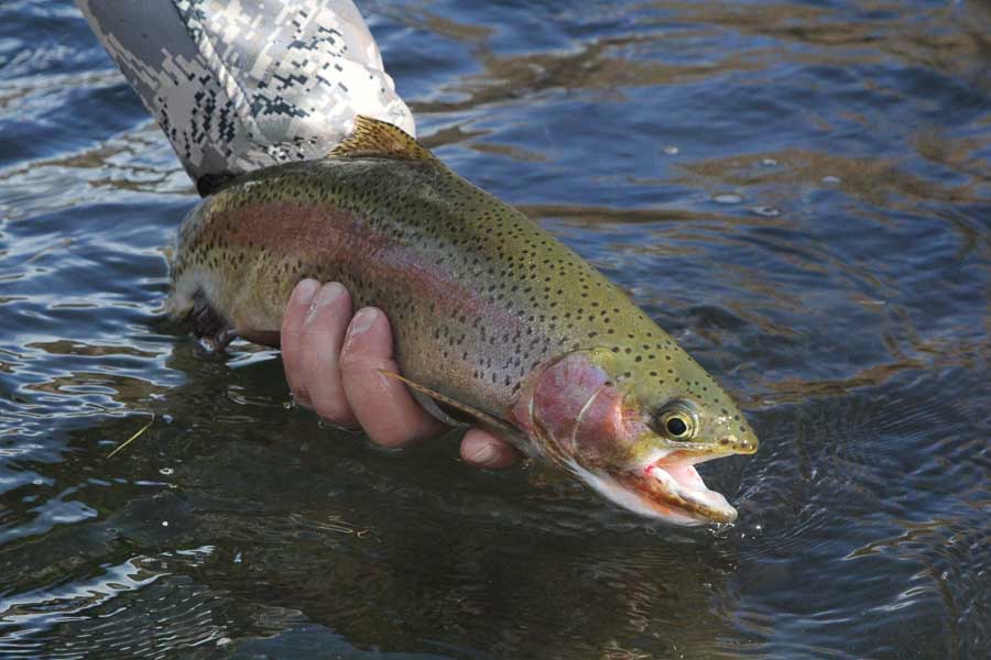 Fishing in Colorado: Senior’s Guide to Perfect Catches