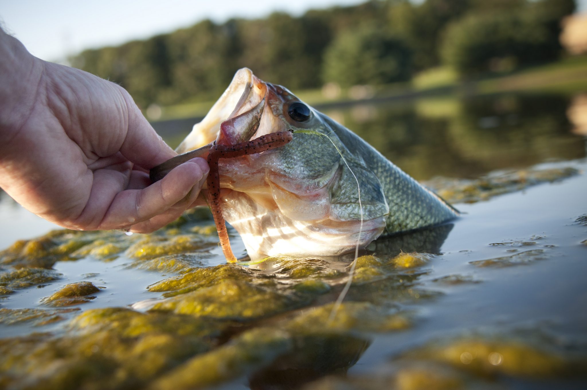 NC Fishing and Hunting License Fees 2026: Complete Cost Guide
