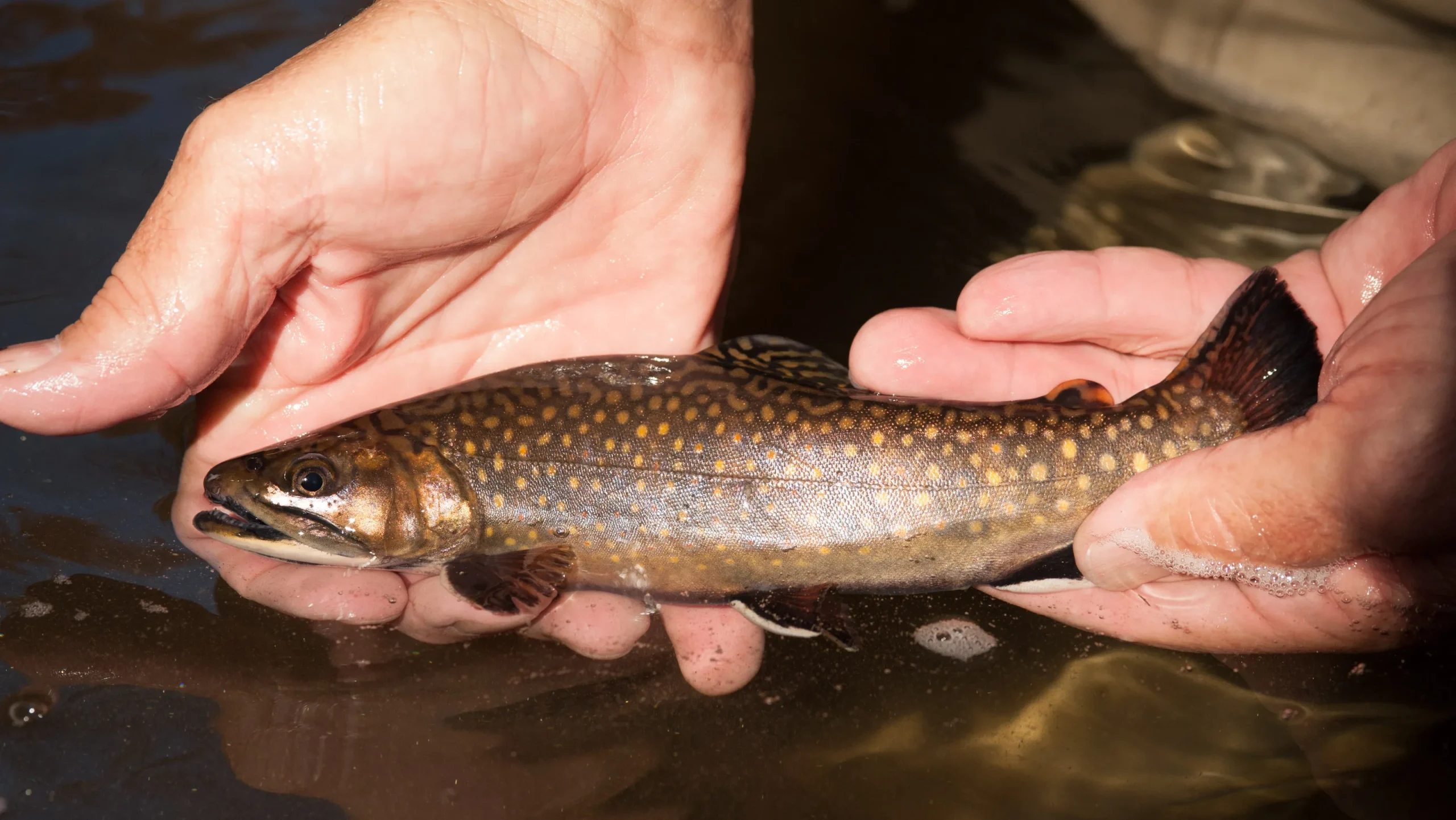 NC Fishing Licenses for Seniors 2026: Free & Discounted Options Explained