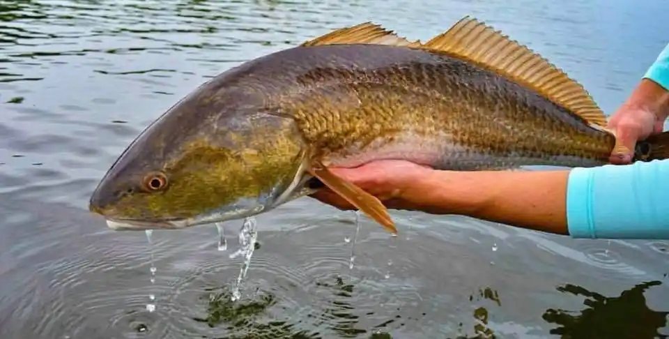 North Carolina Fishing License 2026: Cost & Types